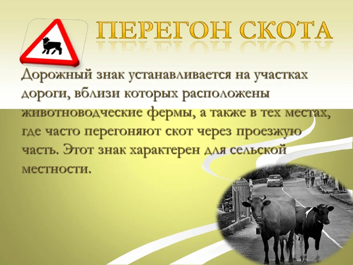 Выгул скота. Правила выпаса скота вблизи железнодорожных путей. Объявление по выпасу скота. Памятка по выпасу крупного рогатого скота. Выпас скота вблизи железнодорожных путей.
