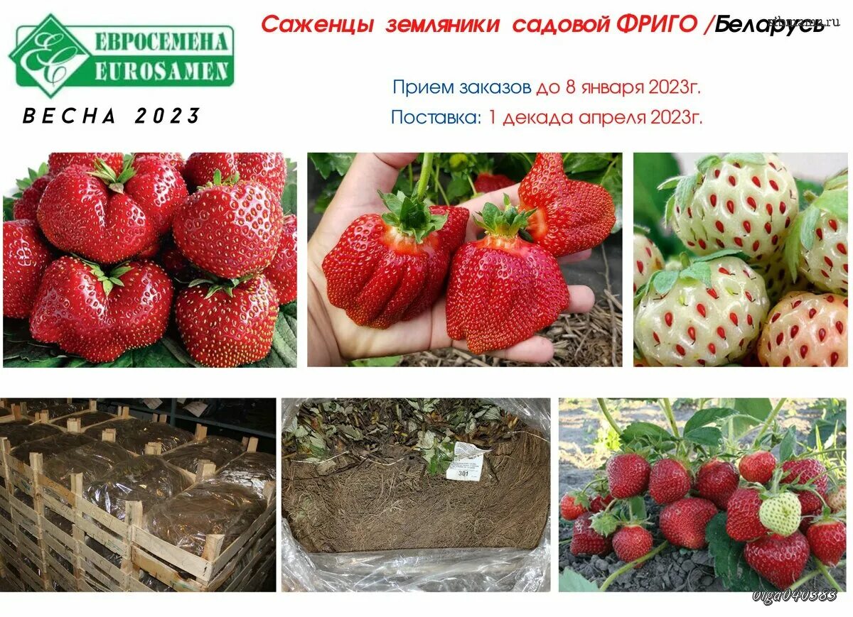 Дачник купил а саженцев клубники. Садовая земляника фриго. саженцы клубники фриго. фриго клубника а+. саженцы 2025.