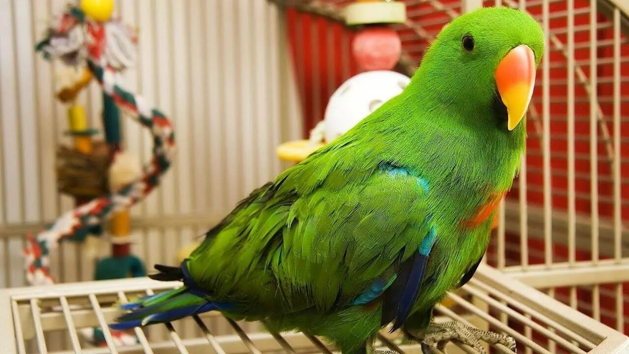 Попугай зеленый волнистик. Лазурный какарики. Попугай домашний. Домашние питомцы попугайчики.