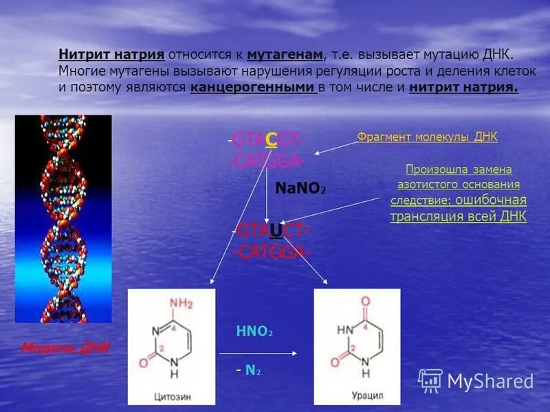 Нитриты положительные. Химические мутагены. Механизм действия мутагенов. К биологическим мутагенам относят. Вещества относящиеся к мутагенам.