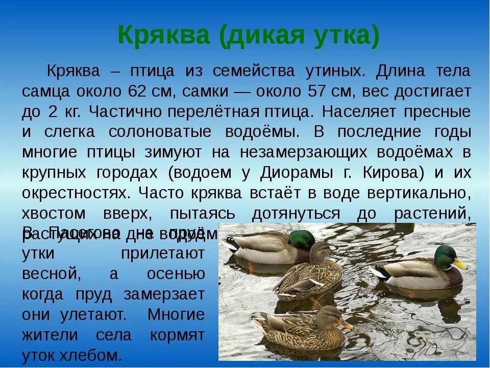 Утка кряква Дикая утка?. Утка кряква описание кратко. Утка кряква перелётная птица. Кряква описание кратко.