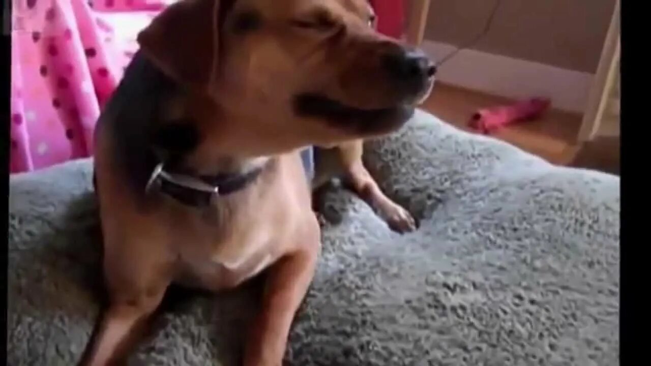 Ютуб видео с собаками. Ютуб видео с собаками. Собаки натворили дел. Ши-тцу. Мопс в помаде.