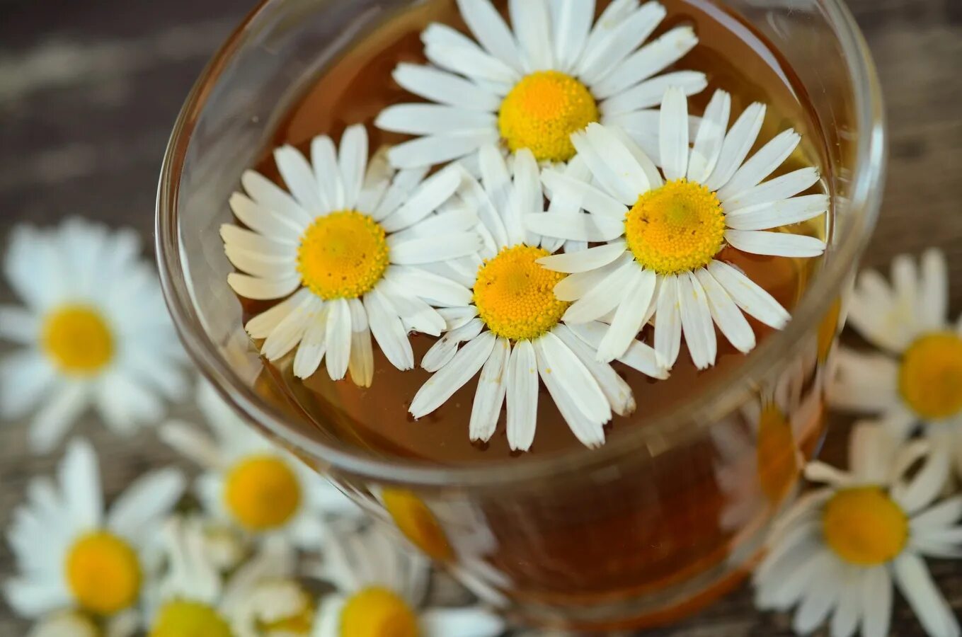 Польза ромашки для мужчин. Camomile Ромашка. Ромашка целебная. Ромашка аптечная отвар. Чай "Ромашка".