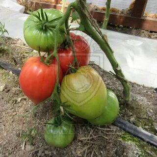 Томаты говядина с куста описание сорта