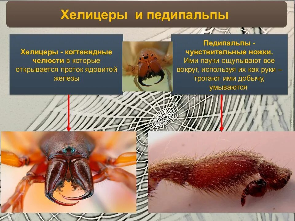 Ядовитые железы паука находятся. Педипальпы паукообразных. хелицеры и педипальпы паука. хелицеры паука строение.
