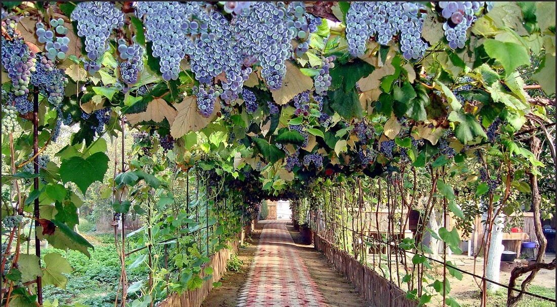 Posts about tunnel on Old School Garden Garden vines, Garden tours, Grape vine t