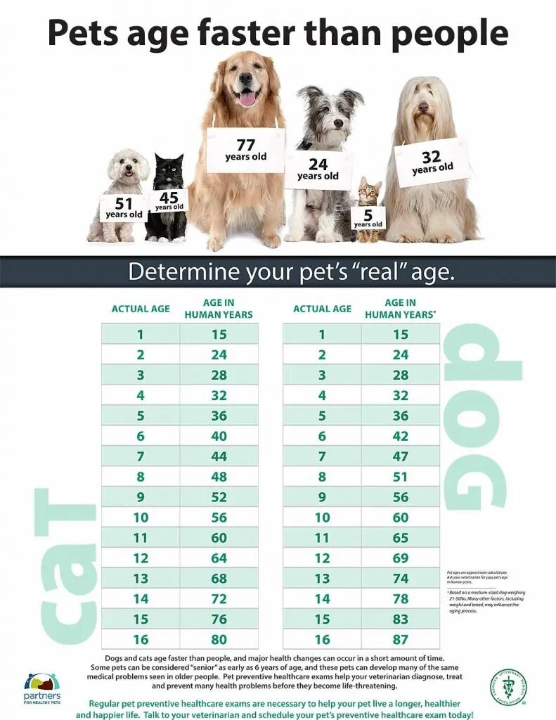 Dog age. Dog age to Human age. How old is your Pet. How old is your Dog перевод. Pet age