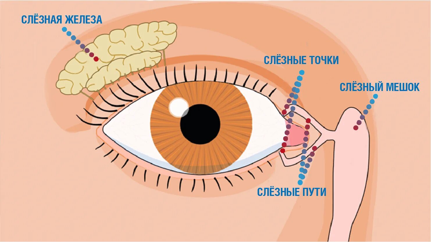 Слезный канал открывается. Зондирование глаза слезного канала. Воспаление слезного мешка (дакриоцистит). Слезная железа и слезный мешок. Слезный канал железа и протоки.