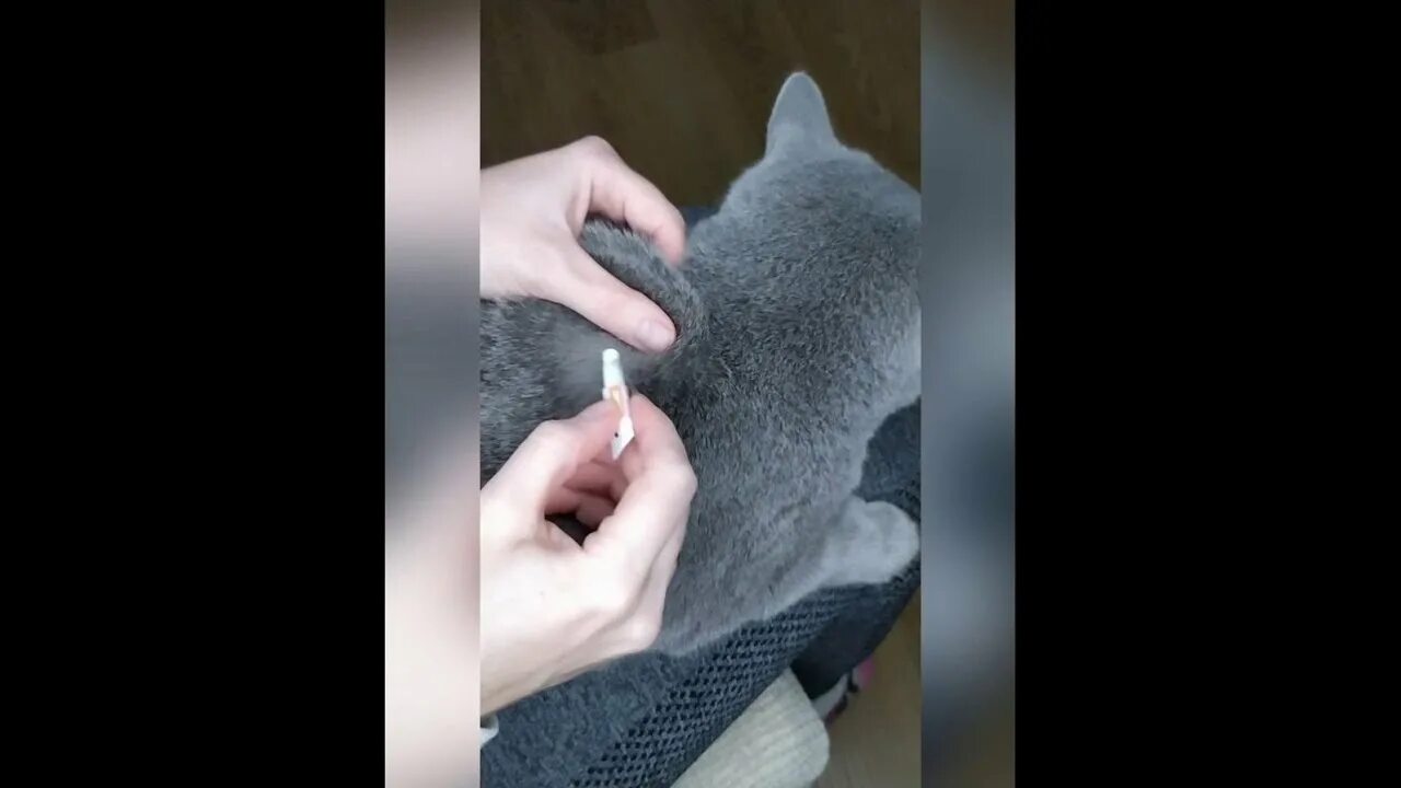 Холка у кошки. Холка кота фото. Прищепку на холку коту. Холка кота фото. Холка кота фото.