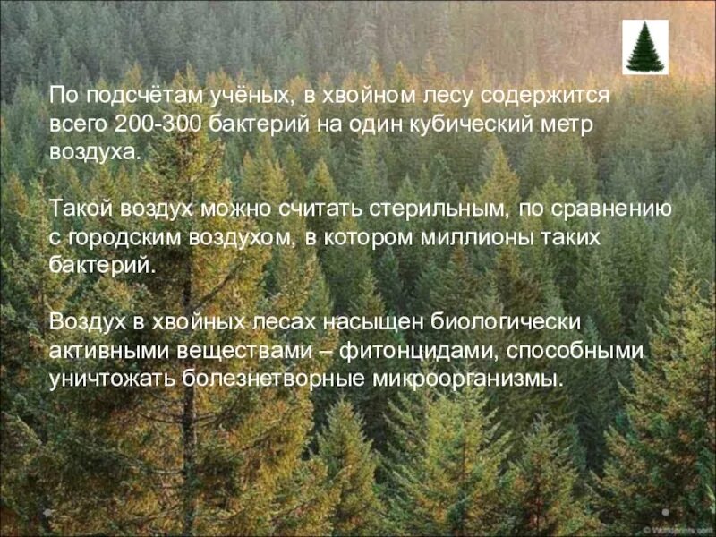 Значение хвойного леса. Сообщение о хвойных лесах. Воздух в хвойном лесу. Микроорганизмы хвойных лесов. Разнообразие хвойных лесов России.