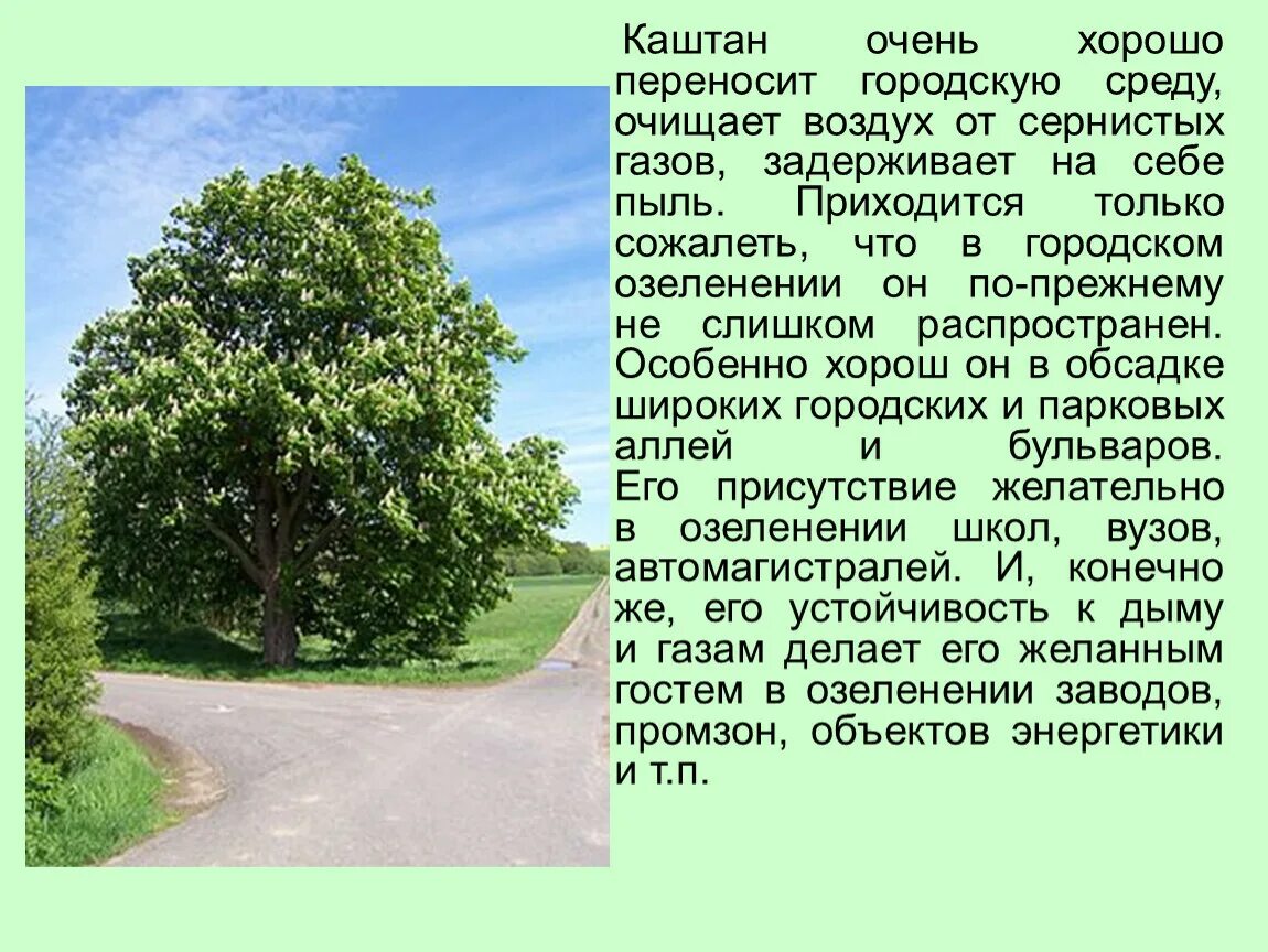 Описание дерева красиво. Конский каштан дерево описание. Каштан конский высота дерева. Каштан дерево высота максимальная. Каштан дерево описание.