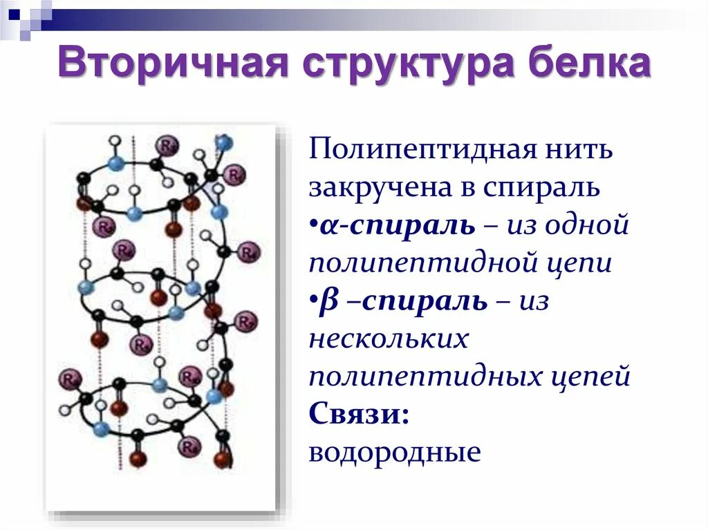 Структура белка тест. Вторичная структура белка. Вторичная структура белка это структура. Вторичная структура белка структура белка. Вторичная структура полипептидов и белков это.