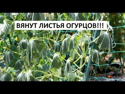 Теплица вянут листья у огурцов