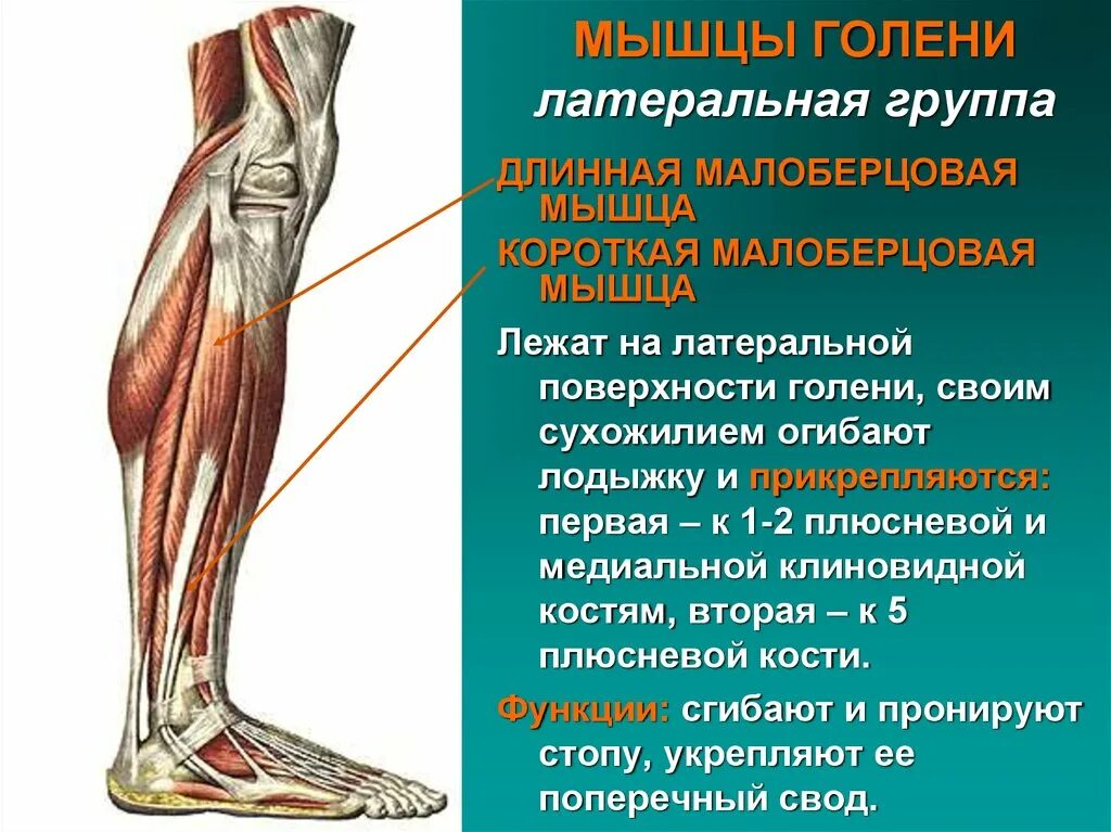 Медиальный и латеральный это. Задняя большеберцовая мышца голени. Мышцы голени анатомия латеральная группа. Мышцы голени передняя группа. Анатомия мышц голени передняя группа.