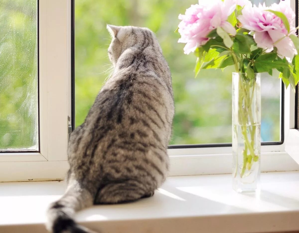 Кот открывает окно. Котенок на подоконнике. Кошка на подоконнике. Кошка на окне. Коты в окне.