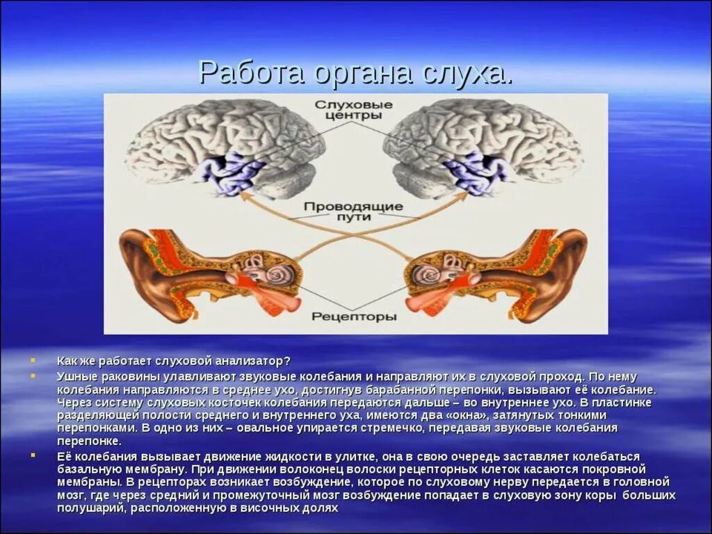 Последовательность звуковых колебаний передаются к рецепторам. Анализатор слуха биология 8. Схема передачи слухового анализатора. Анализаторы слуха и равновесия 8 класс биология. Слуховой анализатор 8 класс биология.