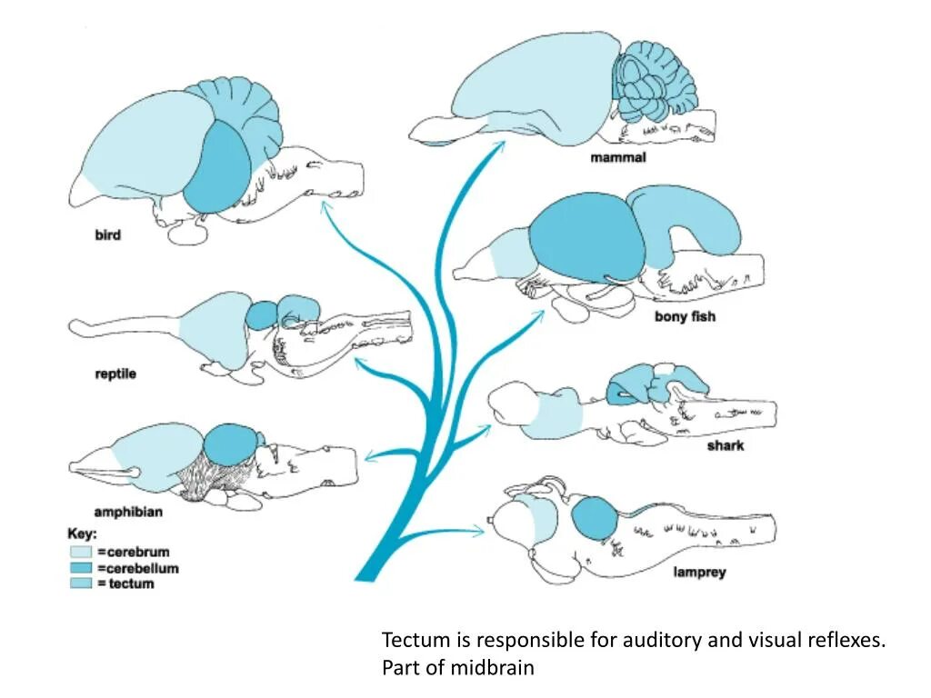 Эволюция развития мозга. Строение головного мозга хордовых животных. Схема развития головного мозга позвоночных животных. Схема головного мозга позвоночных животных с обозначениями. Строение головного мозга млекопитающих.