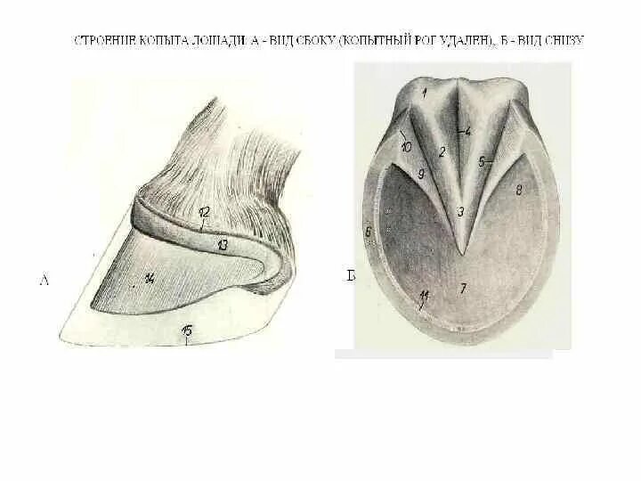 Непарнокопытные строение копыта лошади. Непарнокопытные строение копыта. Копыта лошади анатомия. Строение копыта лошади. Копытный рог