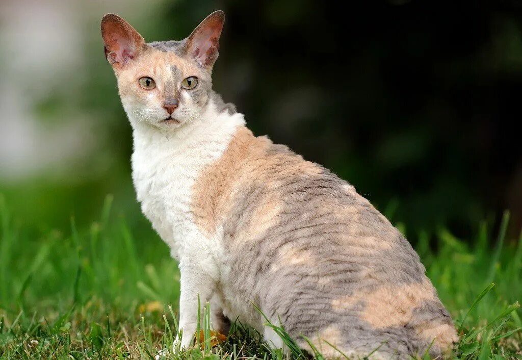 Корниш рекс. Коты Корниш рекс. Американский Корниш рекс. Английский Корниш рекс. Рекс описание породы