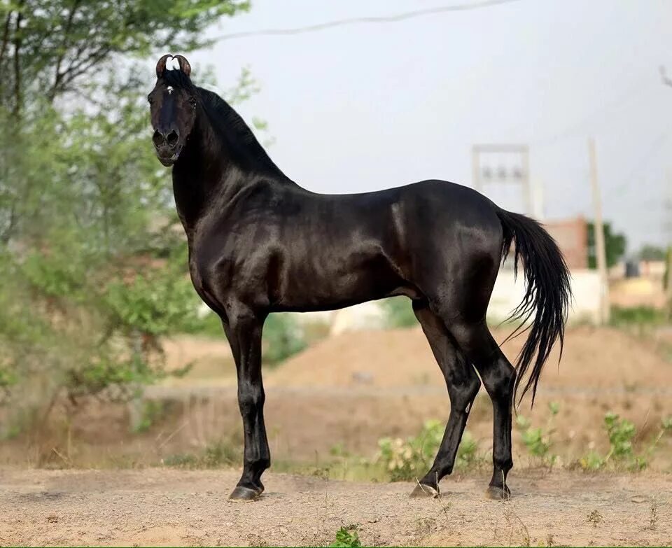 Indian horse