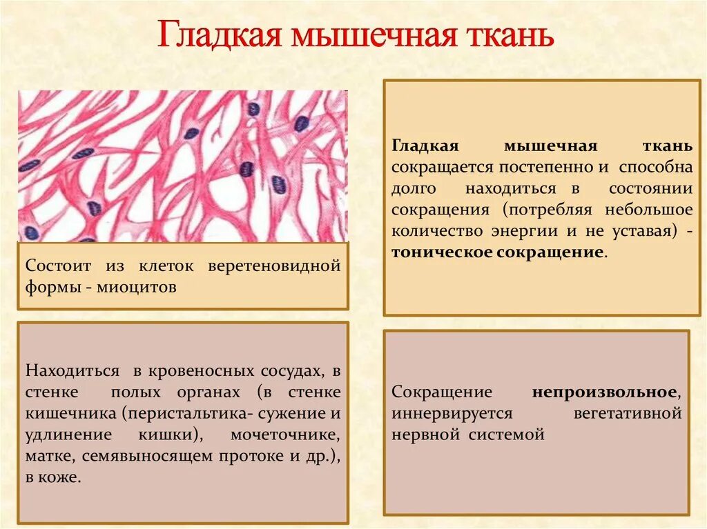 Соединительная мышца. Функции гладкой мышечной ткани гистология. Гладкая мышечная ткань функции. Строение ткани гладкая мышечная ткань. Гладкая ткань строение и функции.