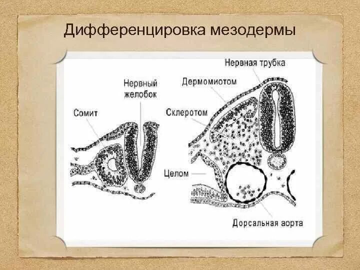 У кого появляется мезодерма. У кого появляется мезодерма