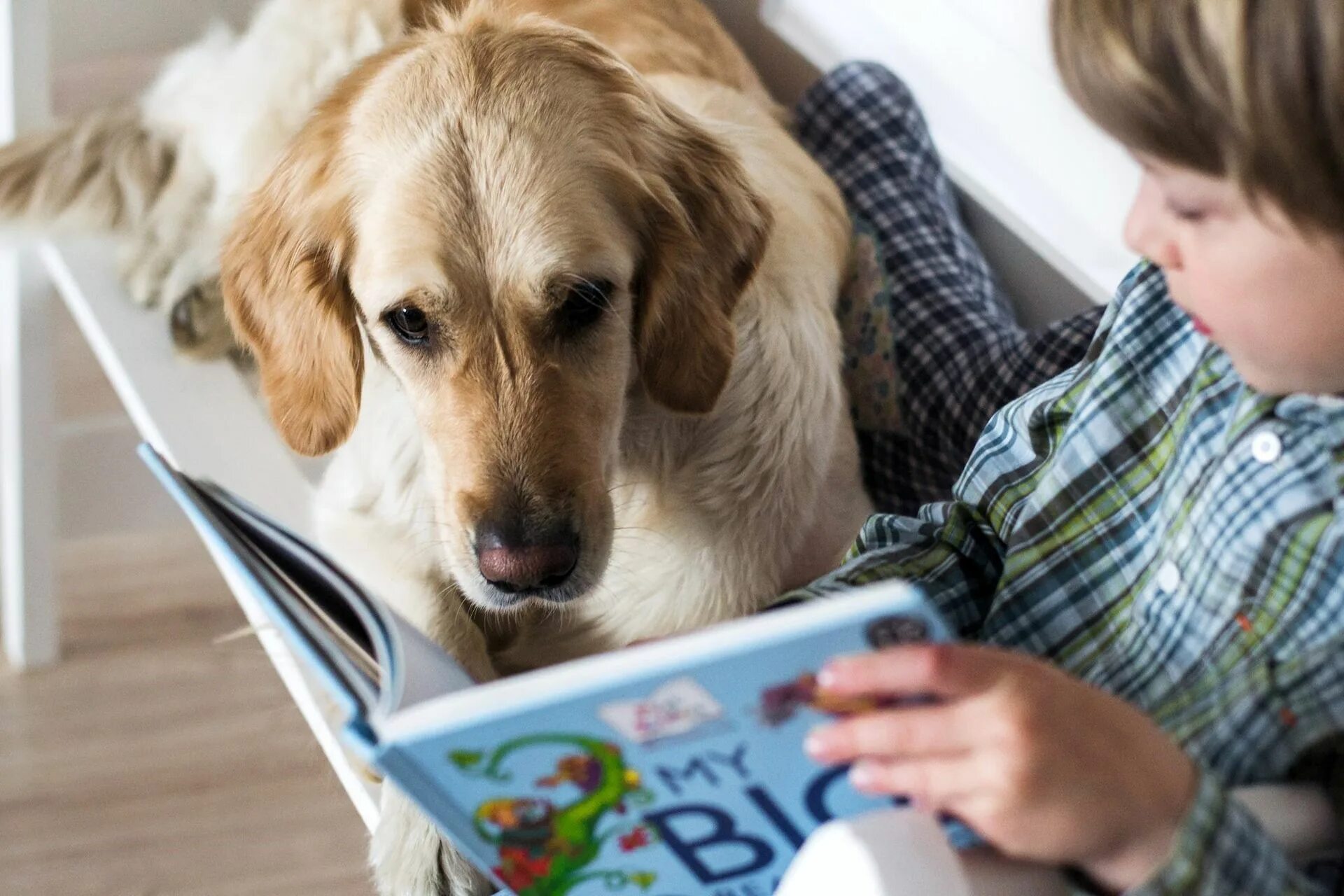 Собака в библиотеке. Книги про собак. Собака читает. Собака с книжкой. Дети читают собаке