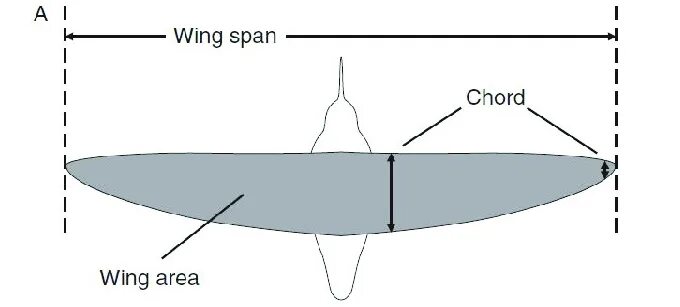 Wing span. Tapered wing. wing taper ratio. разработка шаблона карт wingspan.