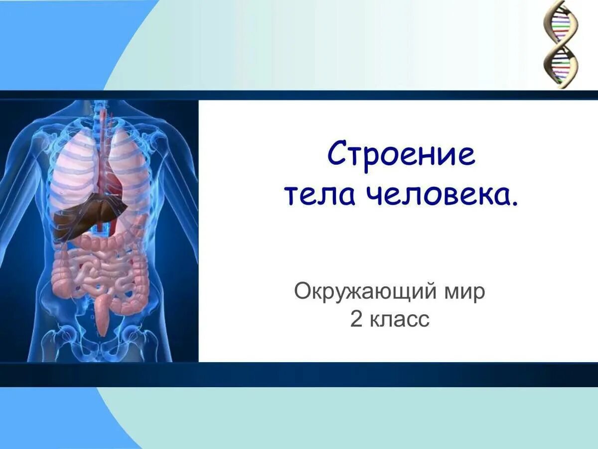 Тело человека органы 4 класс окружающий мир. Строение тела человека. Организм человека презентация. Внутренние органы человека. Строение органов человека.