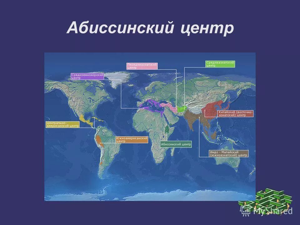 абиссинский центр происхождения культурных. абиссинский центр происхождения растений. абиссинский центр происхождения культурных растений примеры. абиссинский центр растения. эфиопский центр происхождения культурных растений.