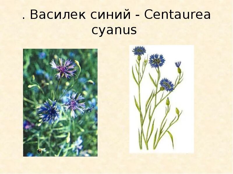 Василек полевой Centaurea cyanus. Строение василька. Василек синий, посевной. Василек синий латынь.