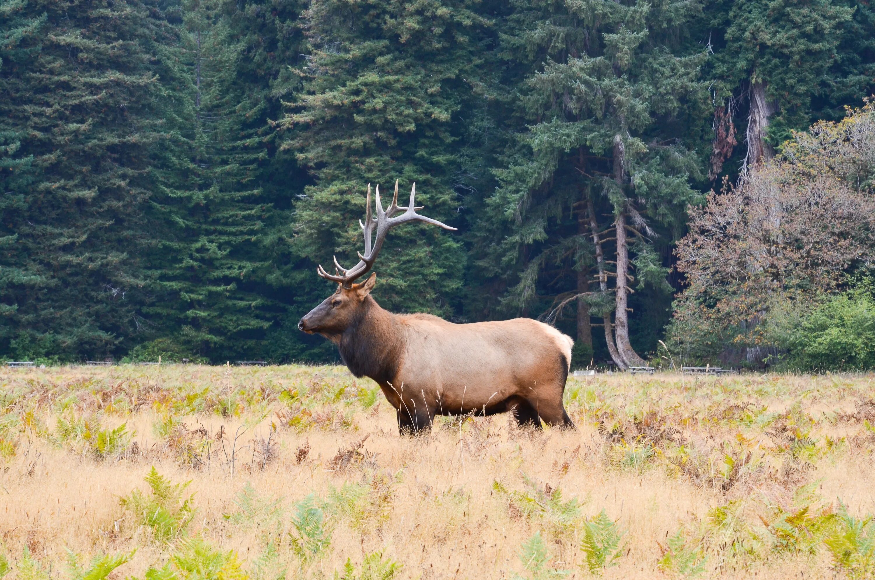 Лоси в америке. Американский Лось Северной Америки. Аляскинский Лось. Олень вапити в Северной Америке. Таежный Лось.