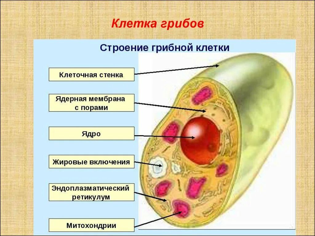 В клетках грибов есть ядро