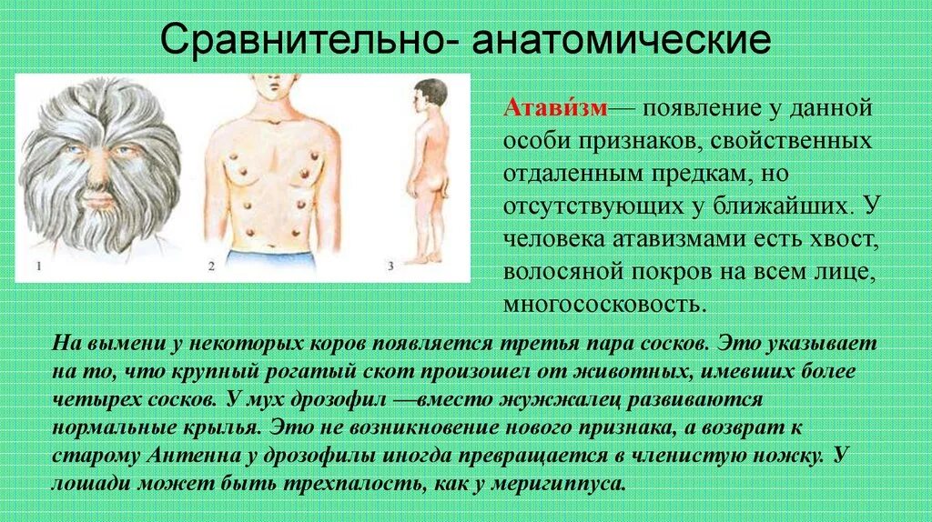 Появление волосяного покрова. Наличие у человека атавизмов. Атавизмы и рудименты человека.