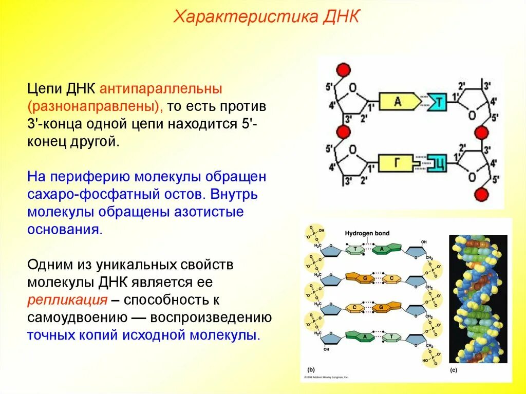 Строение ДНК антипараллельность. Структура цепи ДНК. Синтез нуклеиновых кислот. Типы связи между частями нуклеотида в ДНК И РНК.