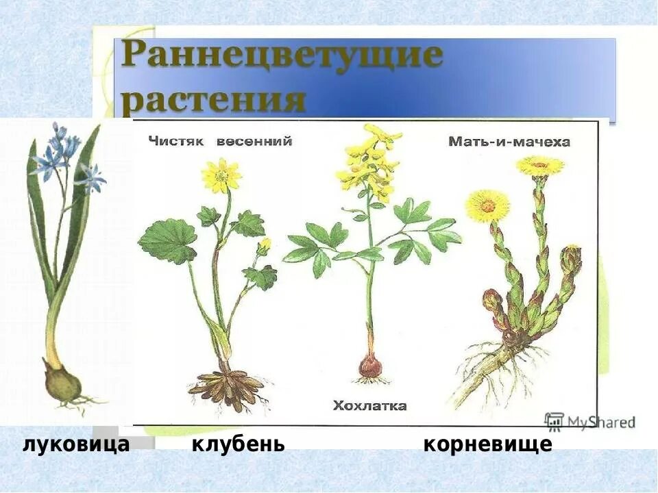 Раннецветущие растения окружающий мир 2 класс