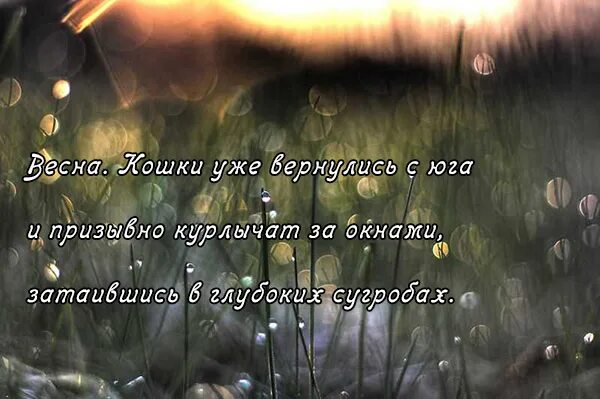 Цитаты про весну и любовь. Цитаты про весну. Цитаты про весну грустные.