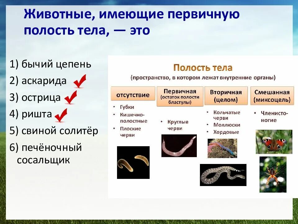 Животные имеющие первичную полость тела это. Первиная вторичная полости тела. Первичная и вторичная полость тела у животных. Эволюция полости тела. Эволюция полостей тела животных