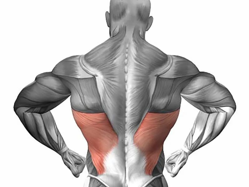 Какие мышцы самые. Анатомия человека трапециевидная мышца. Мышцы спины трапециевидная мышца. .Трапециевидная мышца спины анатомия трапециевидная. Апоневроз широчайшей мышцы спины.