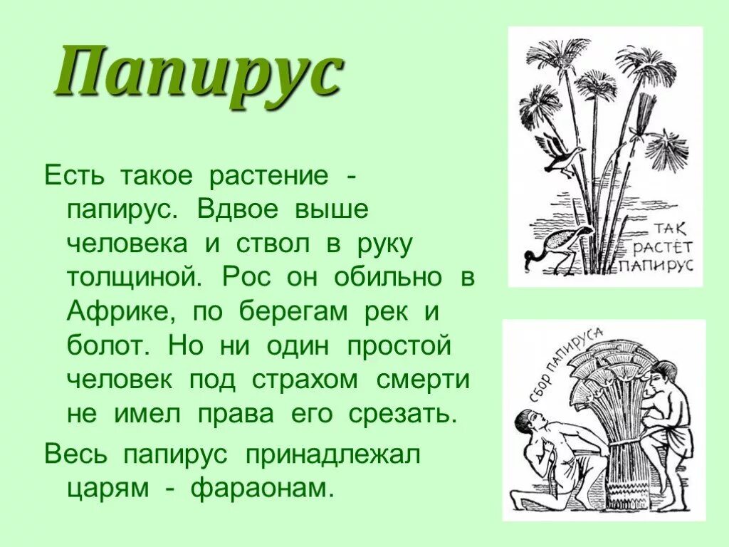 Папирус растение и человек. Описание папируса. Сообщение о папирусе. Папирус это 2 класс. Растение на котором писали первые книги