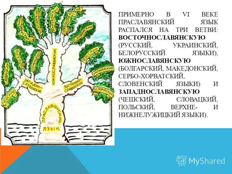 Праславянский язык дерево. Возникновение славянских языков. Славянские языки дерево. Ветви праславянского языка.