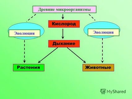 Развитие кислород