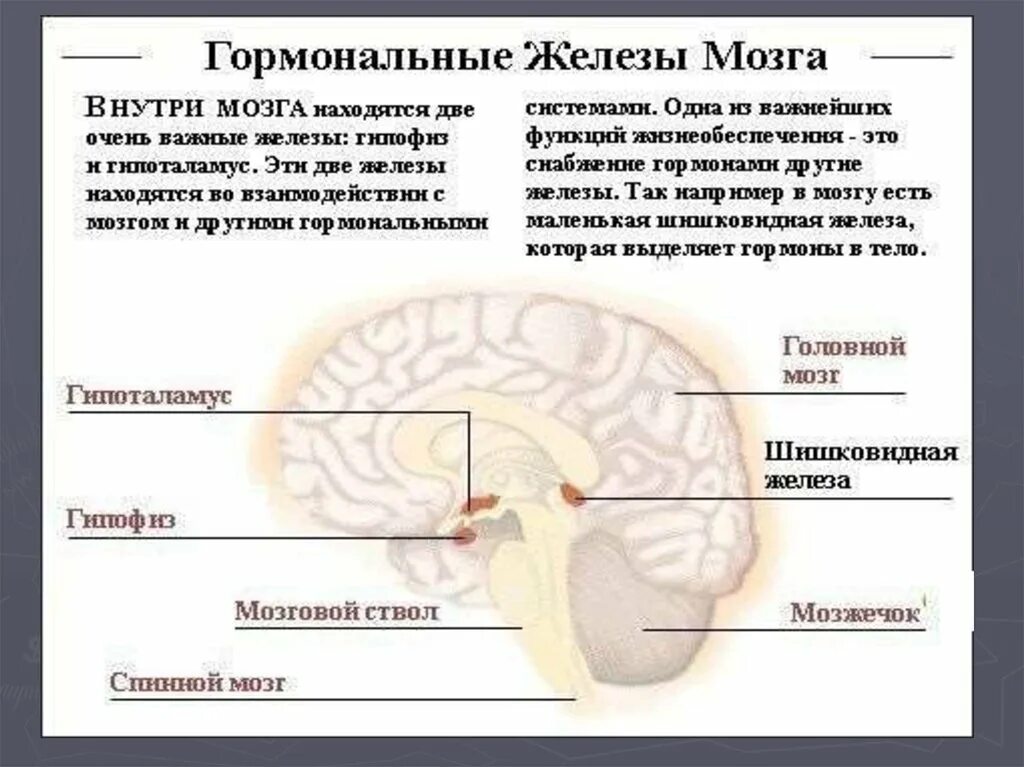 Какой гормон головной мозг. Гормональные железы мозга. Гормоны в мозге человека. Гормоны головного мозга и их функции. Железы головного мозга и их функции.