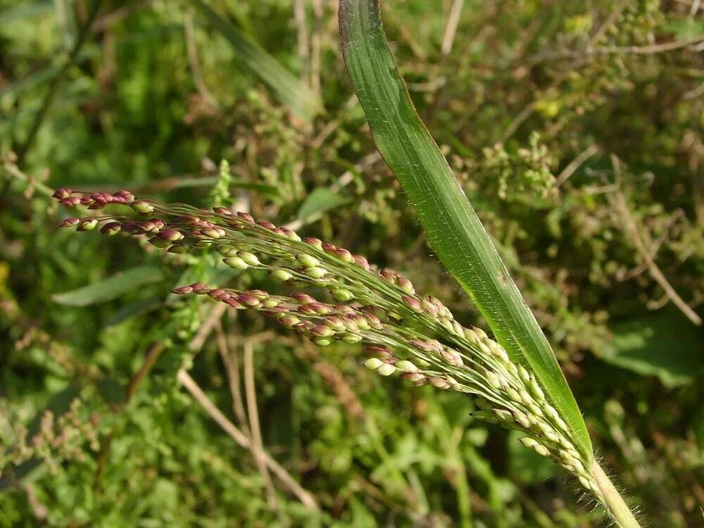 Просо сорное. Головня проса. Panicum violaceum. Panicum ruderale. Особенности проса