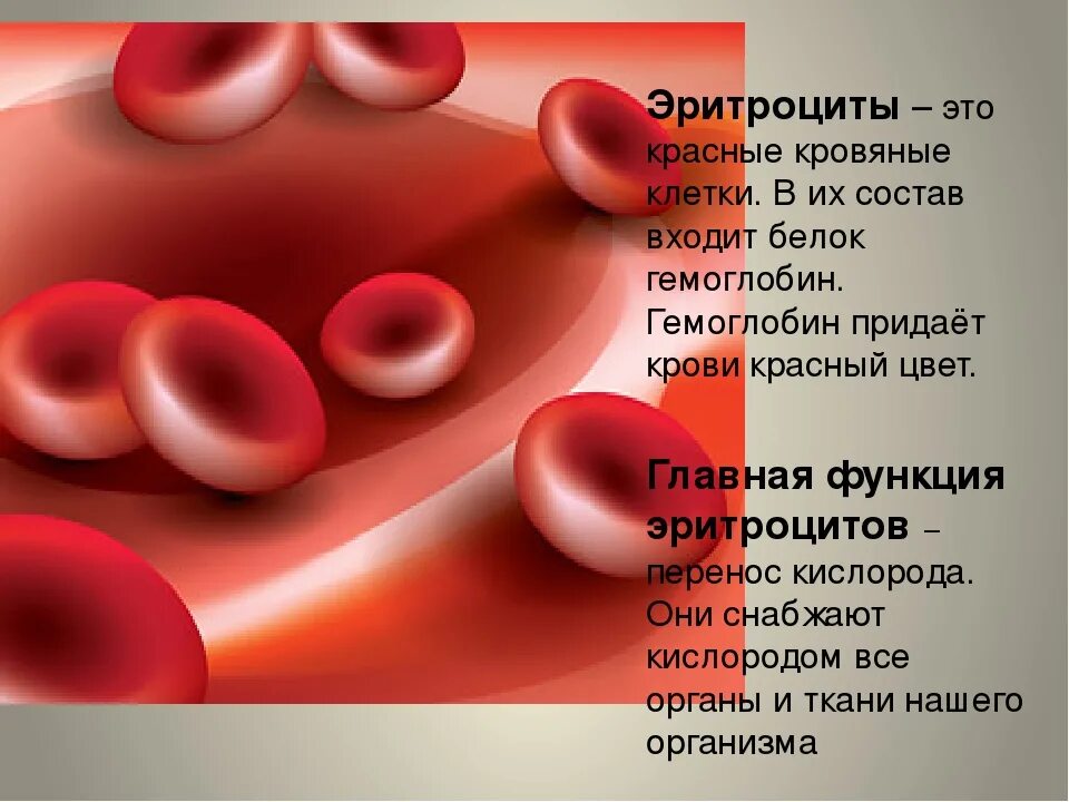 Эритроциты у мужчин. Эритроциты красные кровяные клетки гемоглобин. Эритроциты биология 8 класс. Эритроциты биология 9 класс биология. Эритроциты 5 кл/100мл.