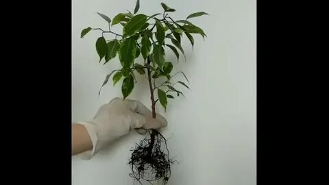 Фикус бенджамина корни