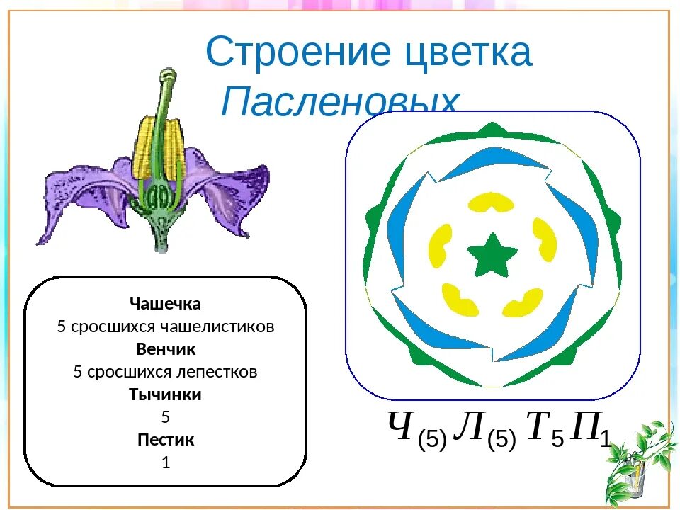 Род паслен класс двудольные. Семейство Пасленовые строение цветка. Схема строения цветка семейства Пасленовые. Схема цветка семейства пасленовых. Формула цветка маслёноаых растений.