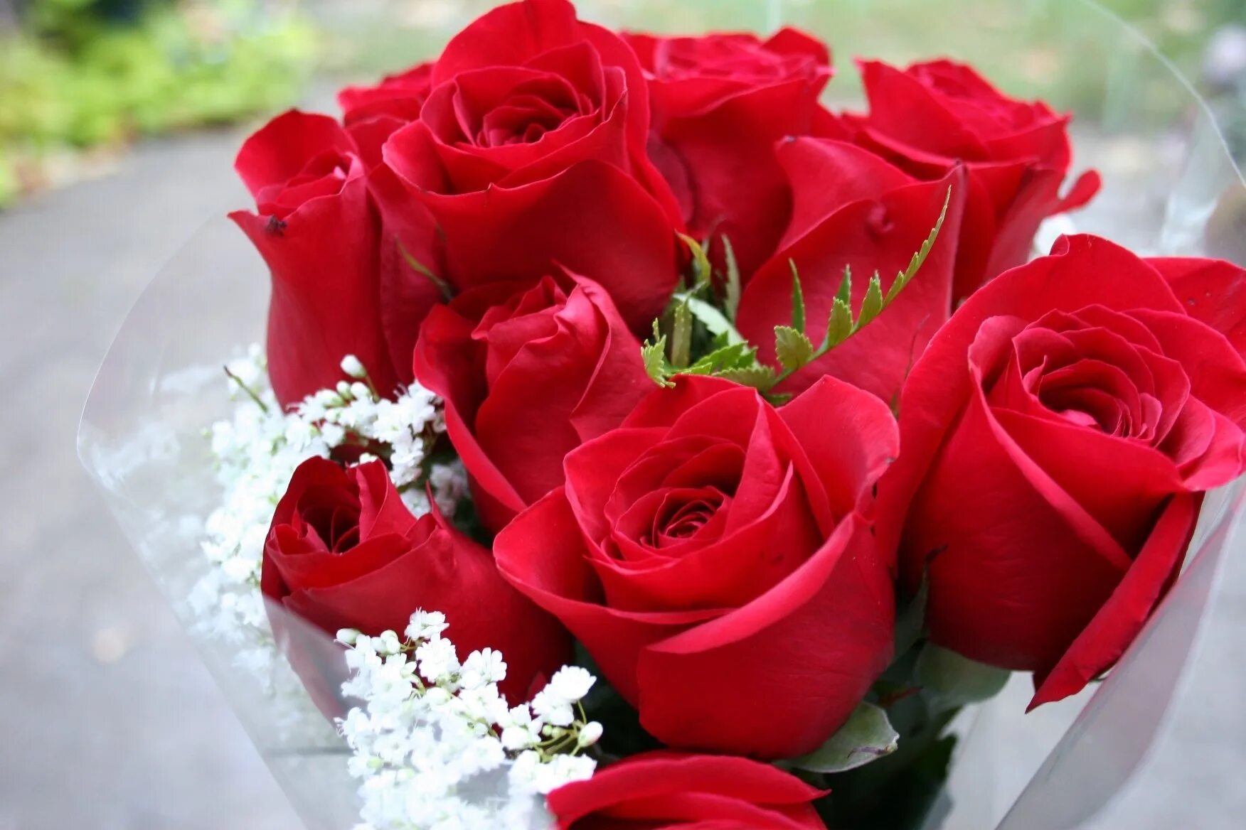 Кирмизи гуллар. Гулар манзараси. Шикарные цветы. Красивый букет роз. Шикарный букет роз.