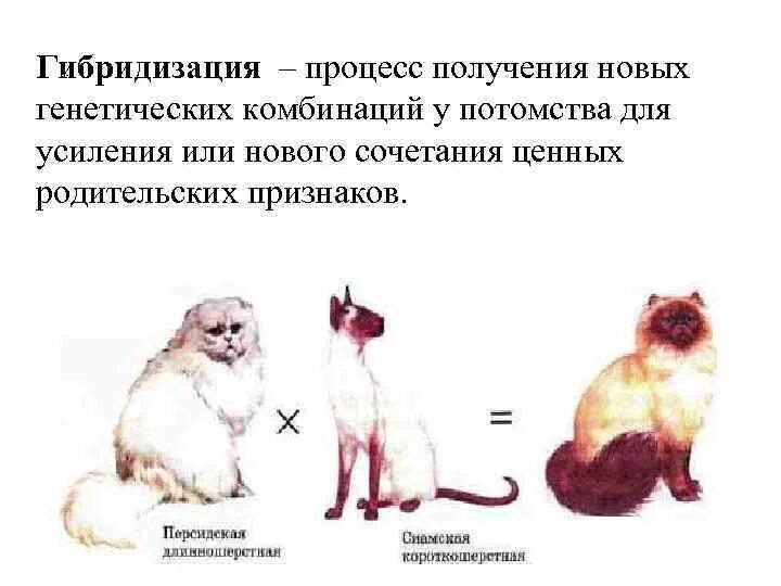 Инбридинг характеристика. Внутривидовая гибридизация в селекции. Пример близкородственной гибридизации у животных. Внутривидовая гибридизация в селекции животных. Близкородственная гибридизация в селекции.