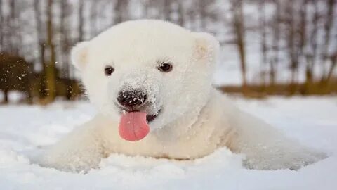 Polar Bears Loving The Snow - YouTube.